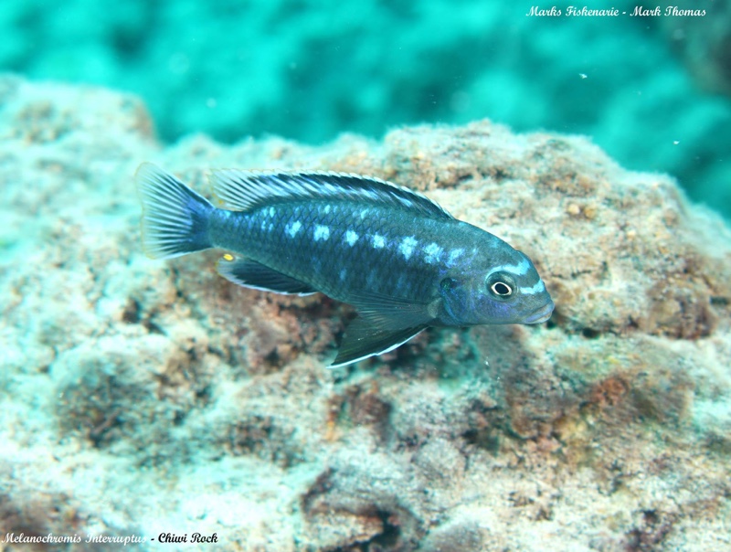 Pseudotropheus interruptus 'Chiwi Rocks'